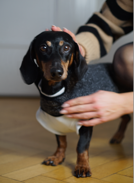 New Year's Eve Celebrations: How To Ease Your Dachshund’s Anxiety with Fireworks