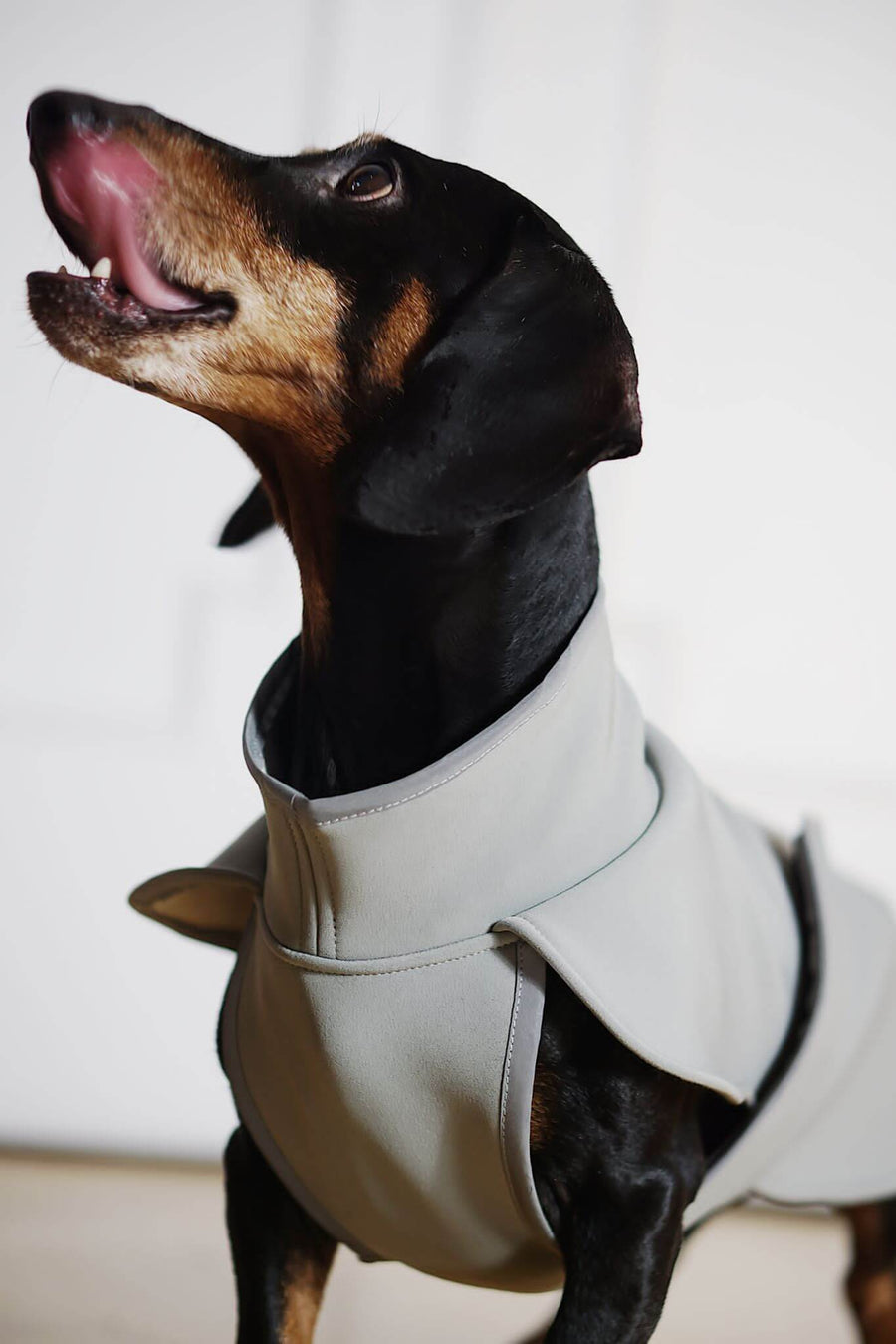 Softshell dachshund coat Miró in grey