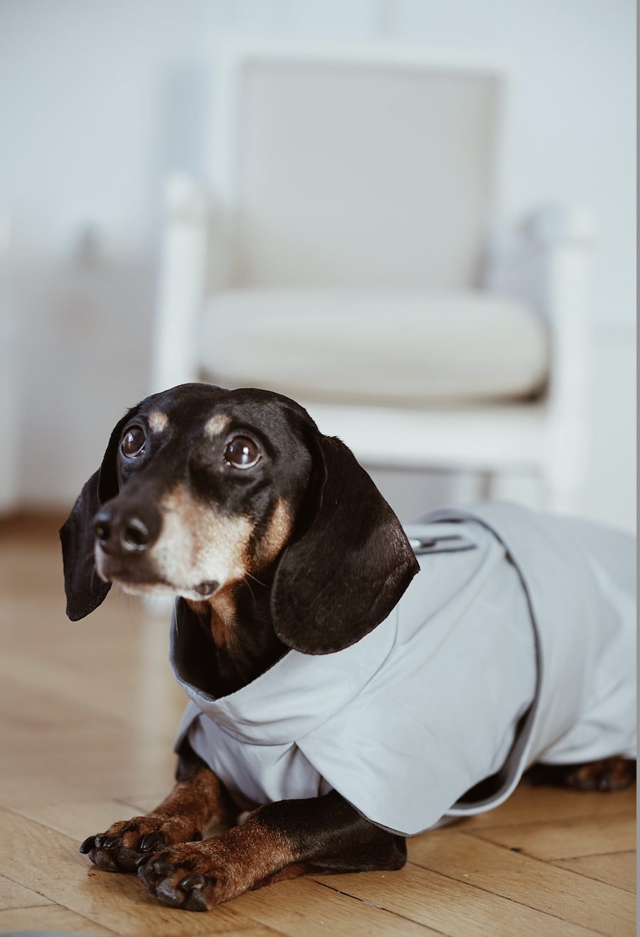 Dachshund reflective Parka Mondrian