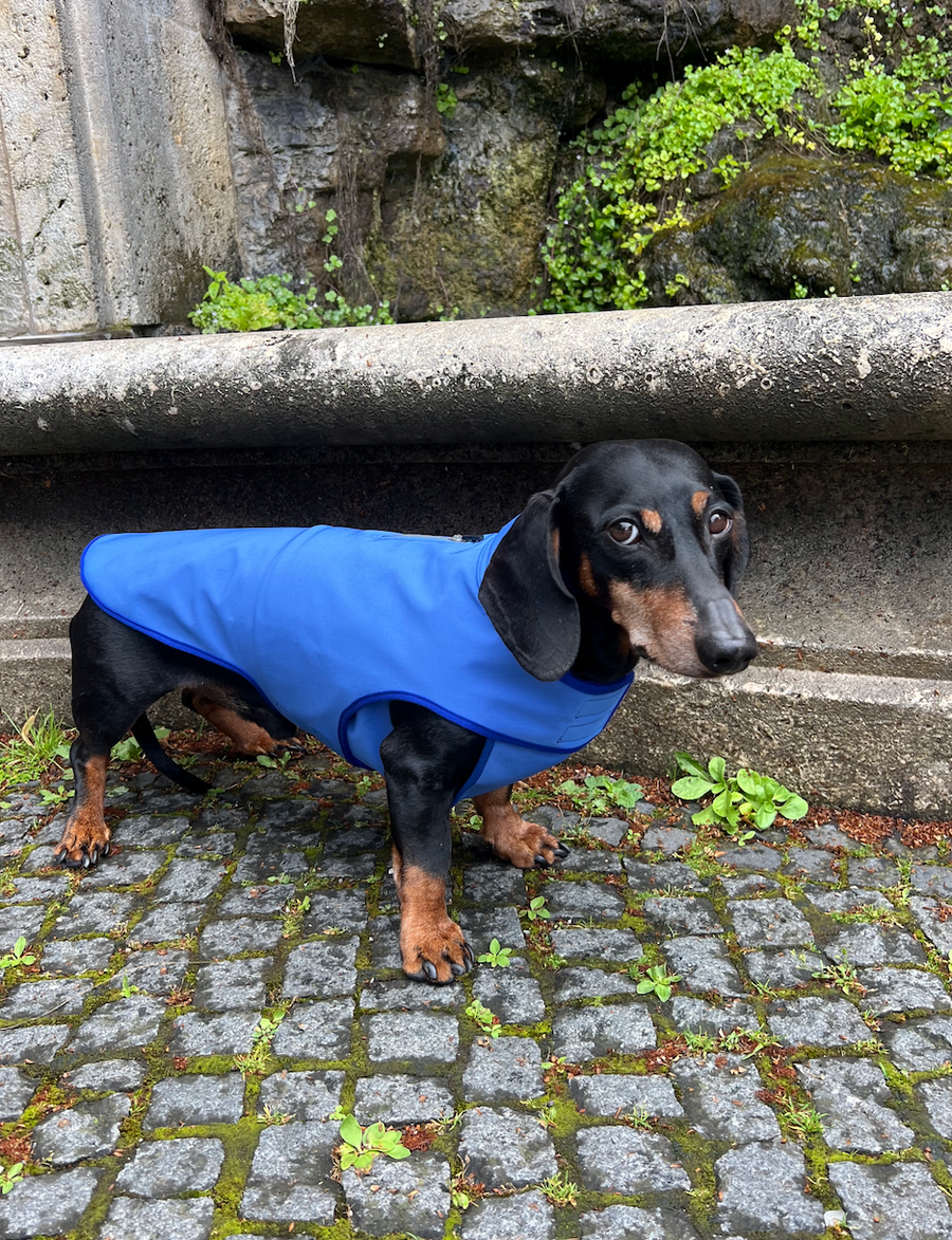 Sky-blue Softshell raincoat for Dachshunds