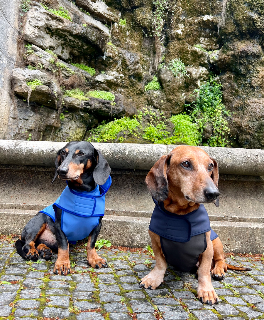 Navy Softshell raincoat for Dachshunds