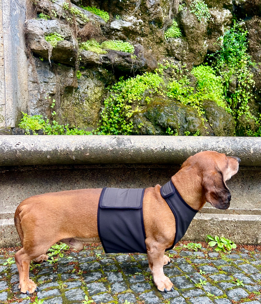 Black Softshell raincoat for Dachshunds