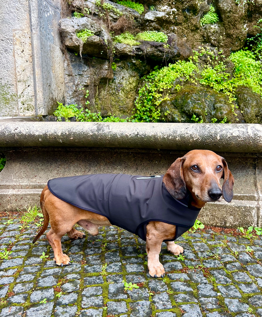 Black Softshell raincoat for Dachshunds