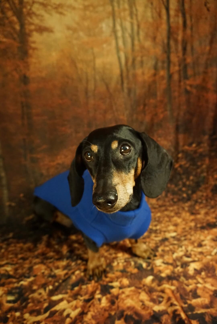 Royal Blue Fleece Pullover for Dachshunds