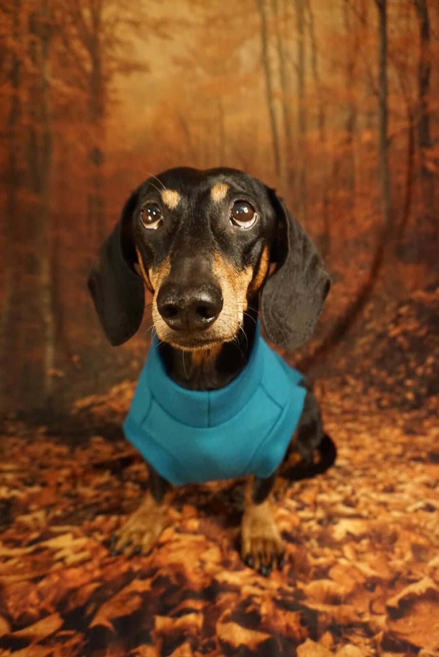 Petrol Blue Fleece Pullover for Dachshunds