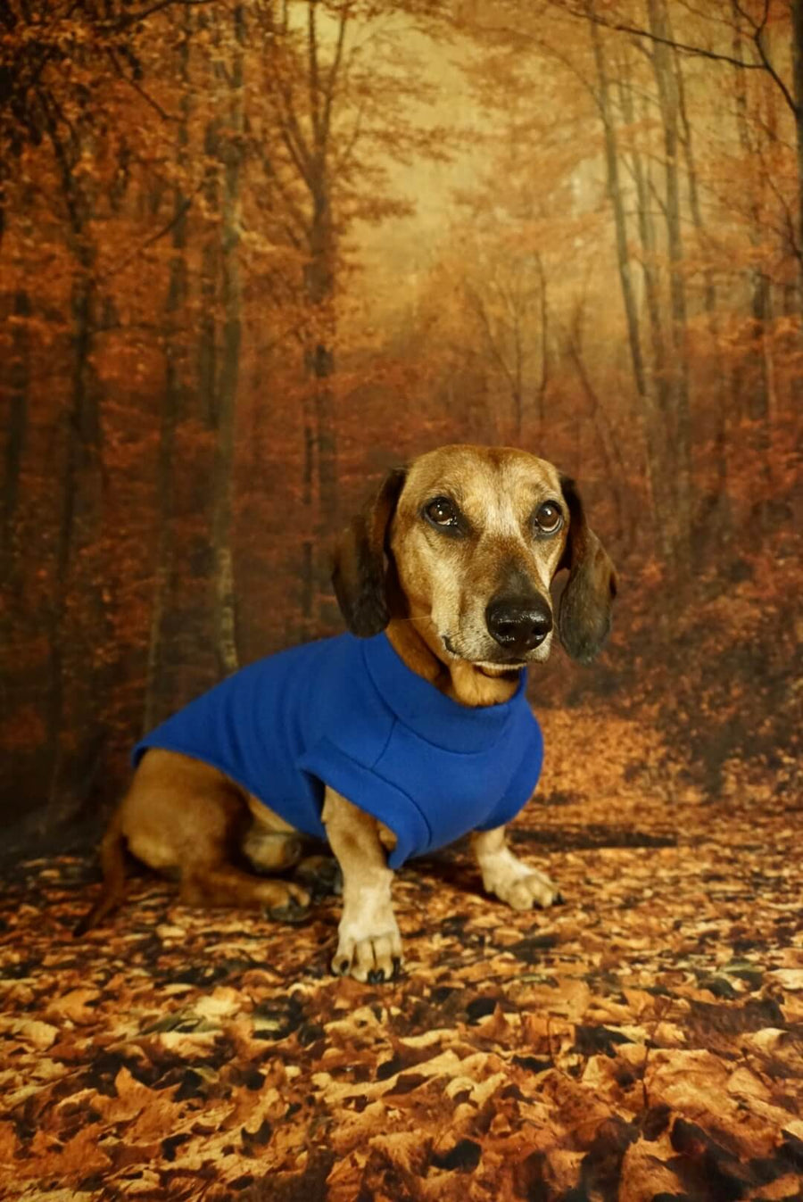 Royal Blue Fleece Pullover for Dachshunds