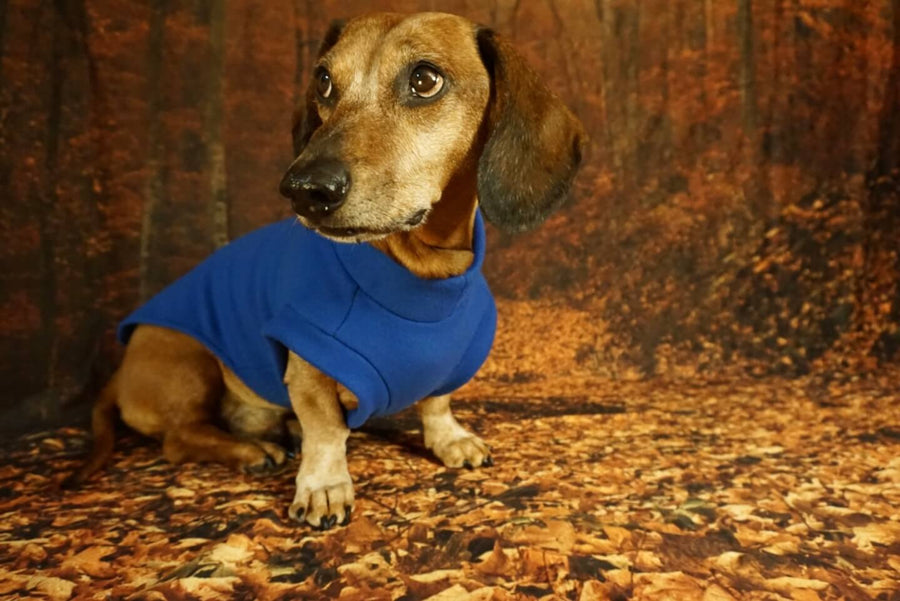 Royal Blue Fleece Pullover for Dachshunds