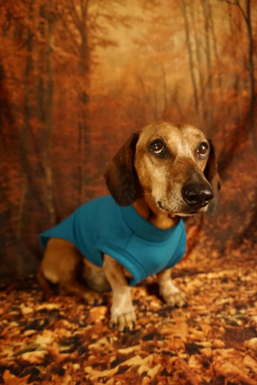 Petrol Blue Fleece Pullover for Dachshunds