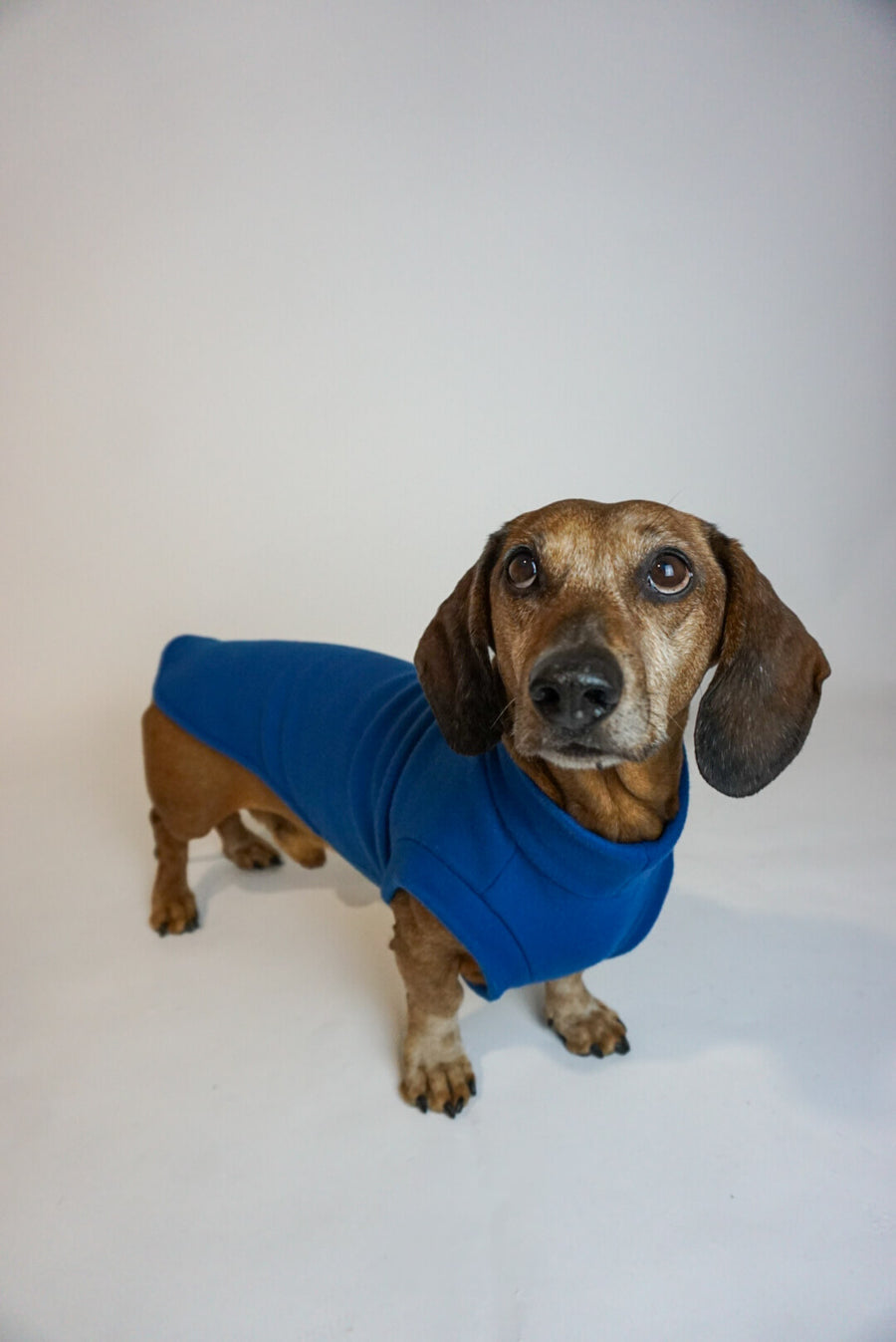 Jeans Blue Fleece Pullover for Dachshunds