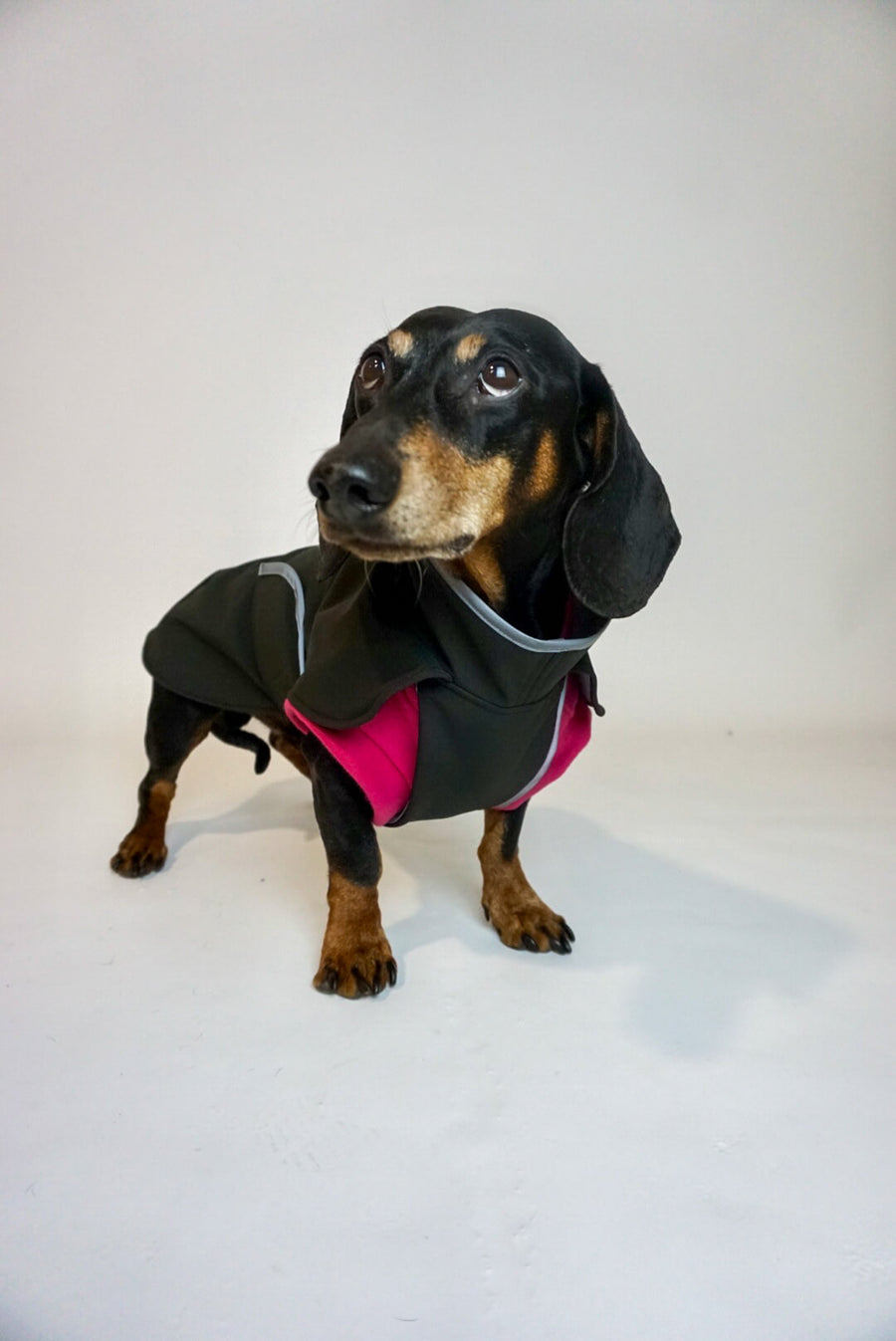 Schwarzer Softshell-Hundemantel mit bedeckter Brust