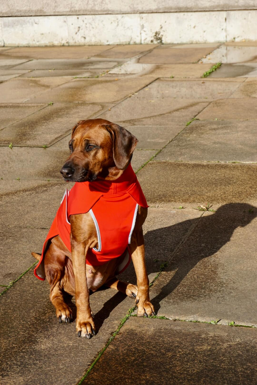 Red Softshell coat for larger Breeds