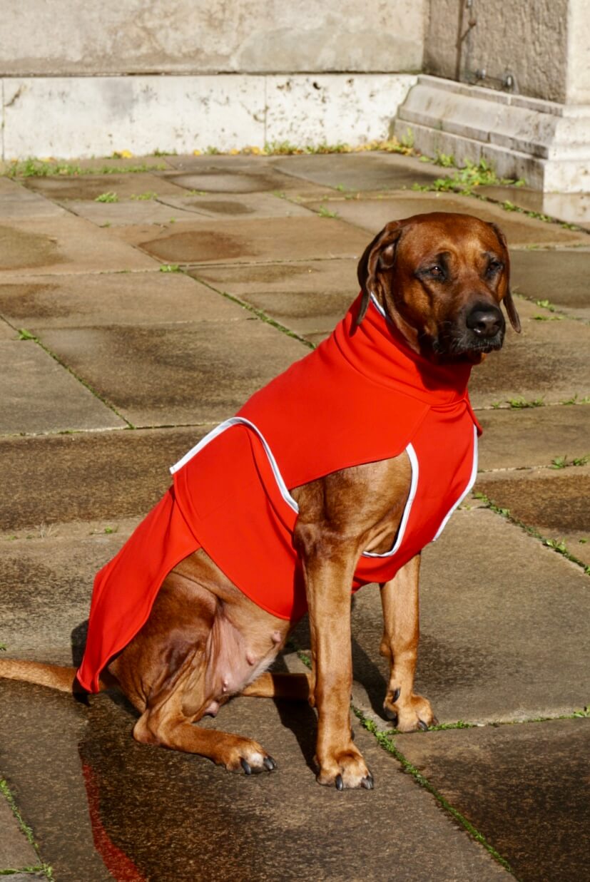 Red Softshell coat for larger Breeds