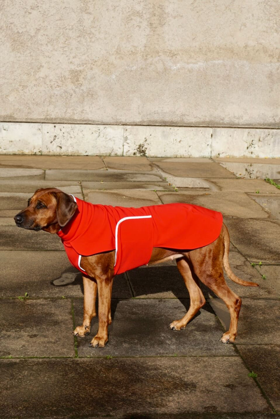 Red Softshell coat for larger Breeds