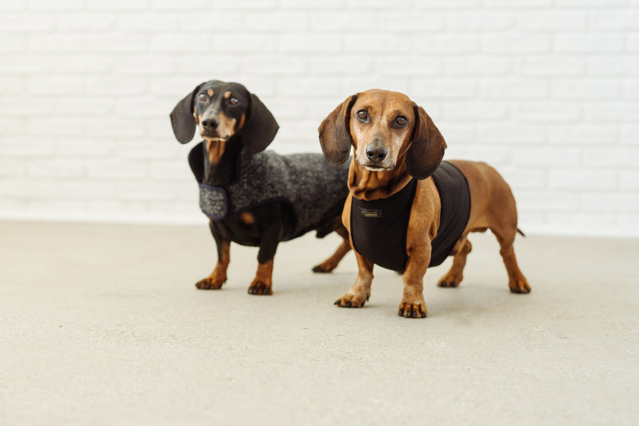 Dachshund coat