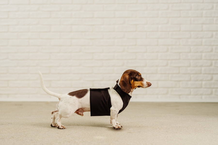 Dachshund coat