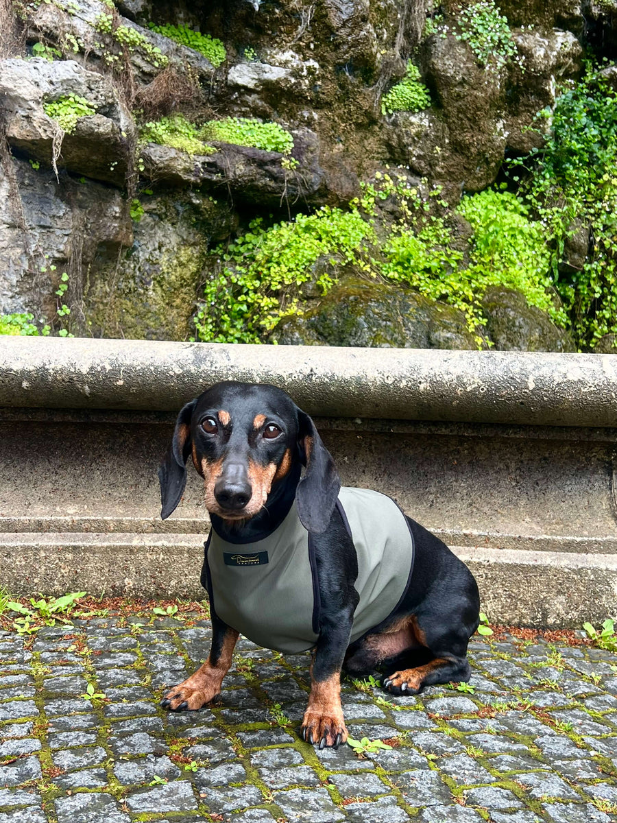 Olivgrüner Softshell-Regenmantel für Dackel