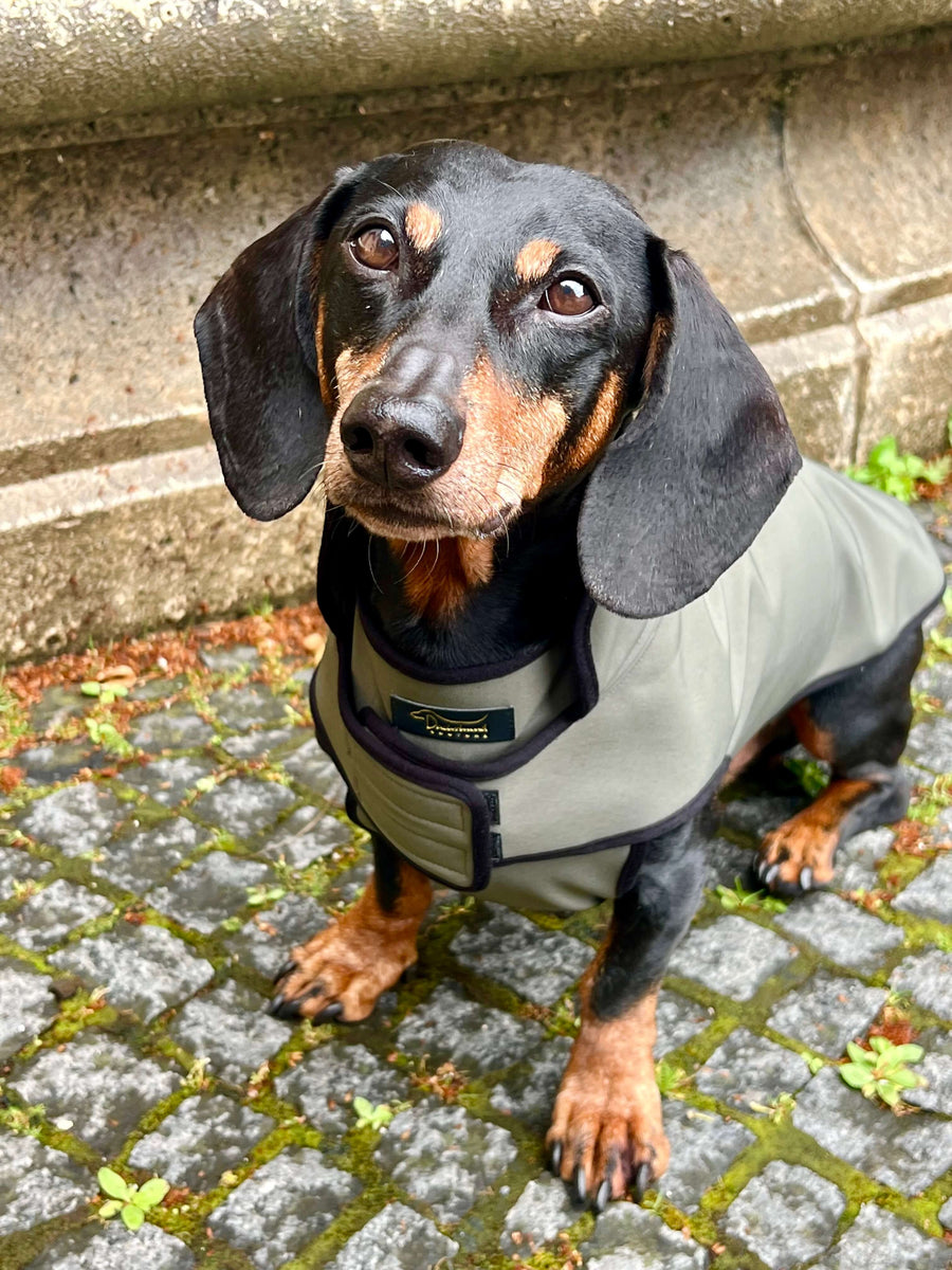 Olivgrüner Softshell-Regenmantel für Dackel