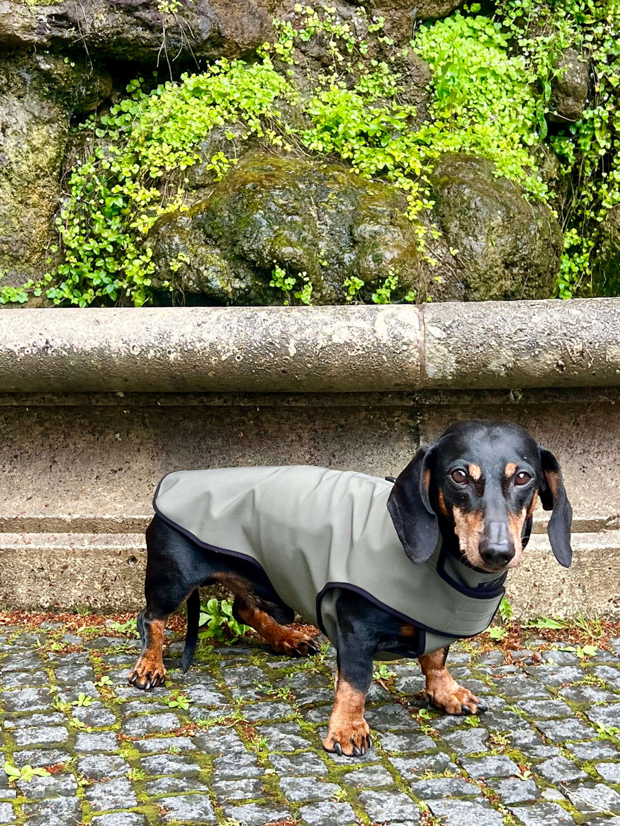 Olivgrüner Softshell-Regenmantel für Dackel