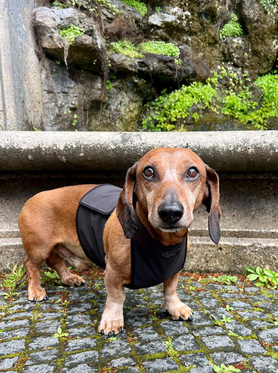 Black Softshell raincoat for Dachshunds