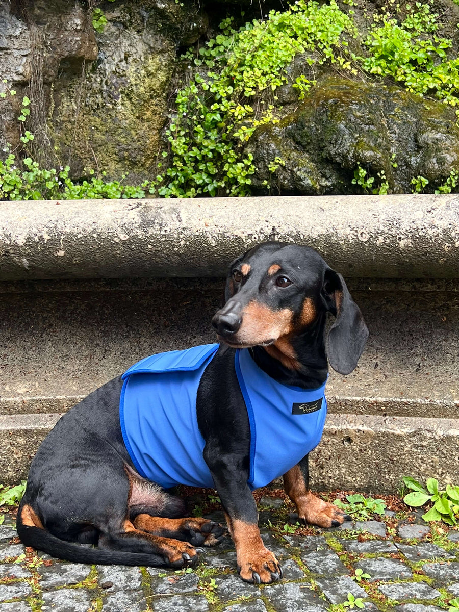 Sky-blue Softshell raincoat for Dachshunds