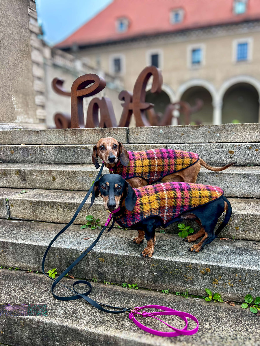 Pawtnerlook Package Deluxe Egon Schiele Coats + Leash Set