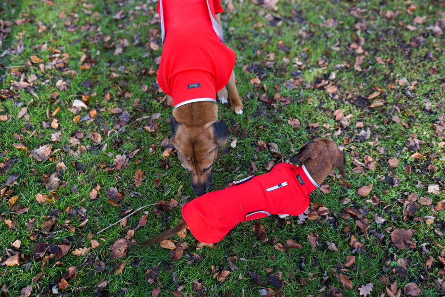 Red Softshell coat for larger Breeds