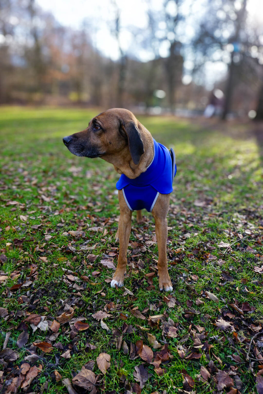 Blue Softshell coat for larger Breeds