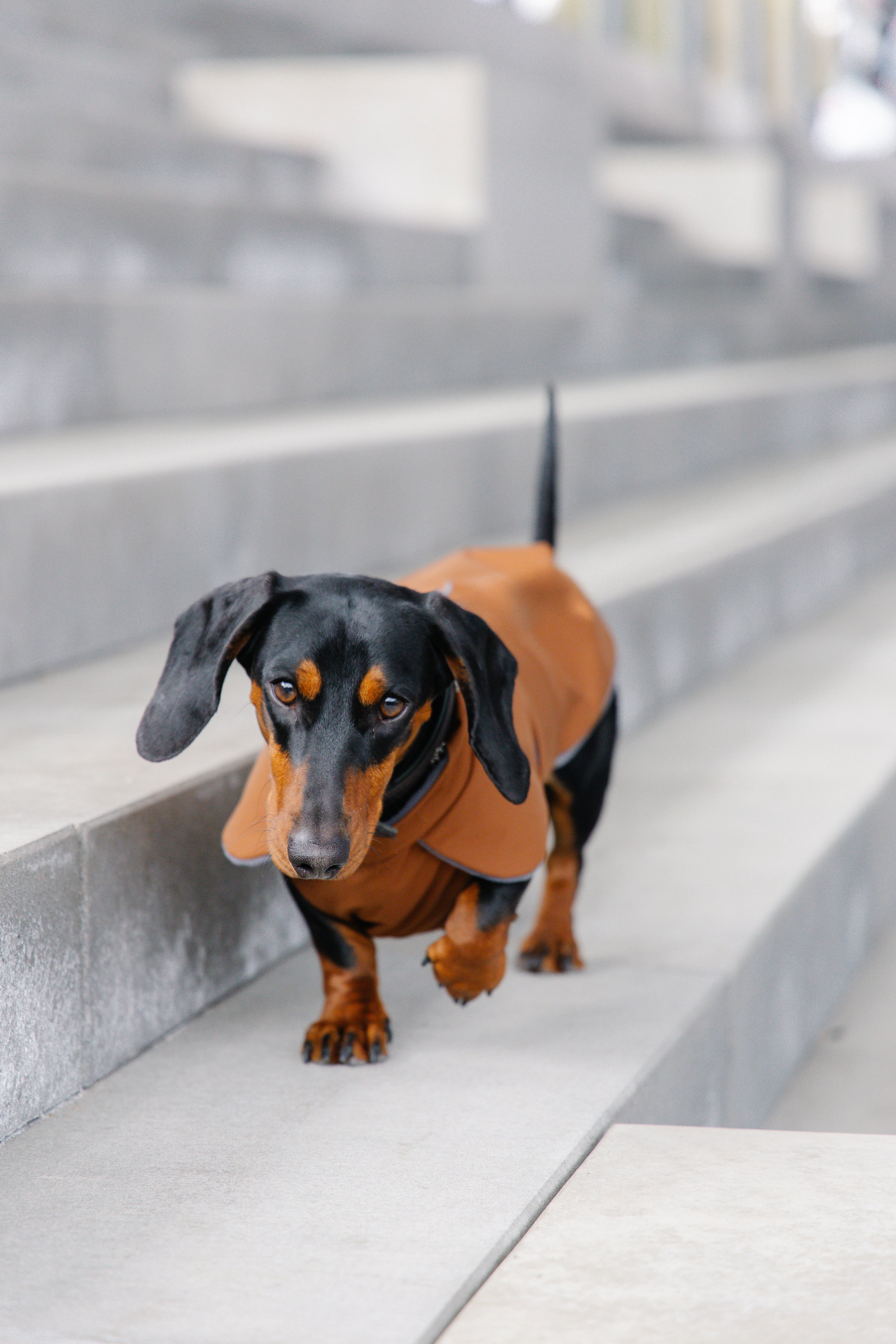 Zoom