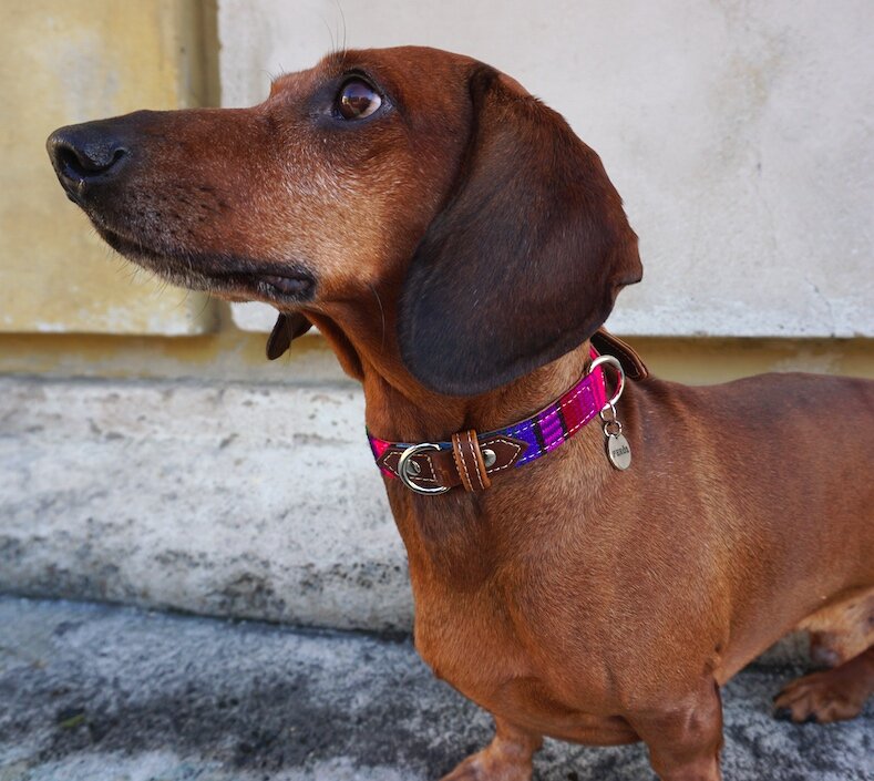 Collier en cuir pour chien Maya