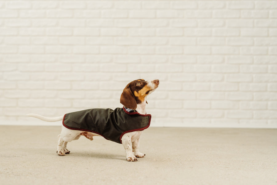 Dachshund waxed rain coat Rembrandt