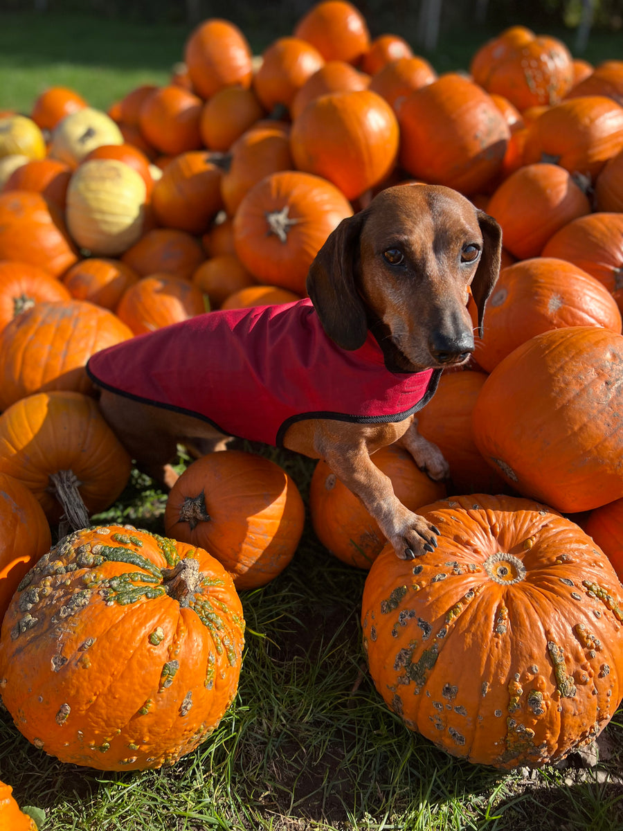 Dachshund coat