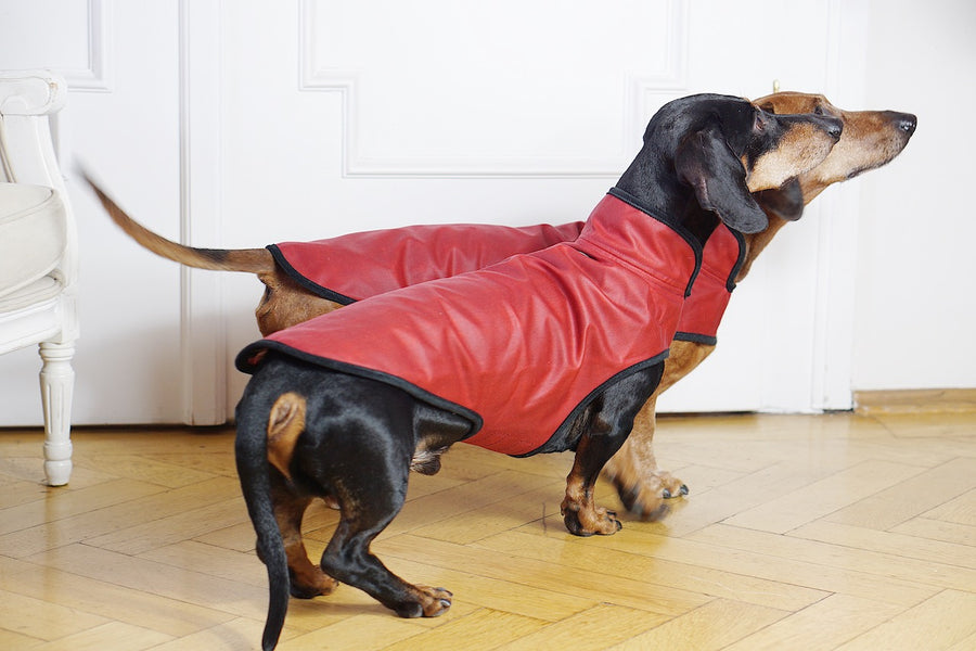 Dachshund coat